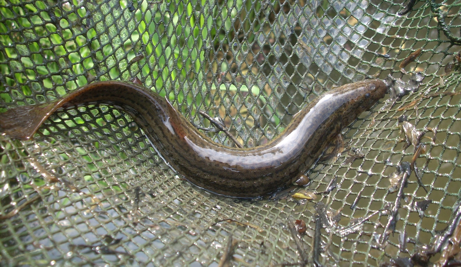 17. kép Réti csík.jpg